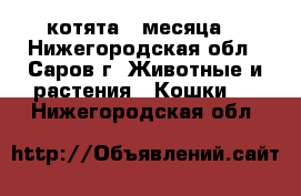 котята 3 месяца  - Нижегородская обл., Саров г. Животные и растения » Кошки   . Нижегородская обл.